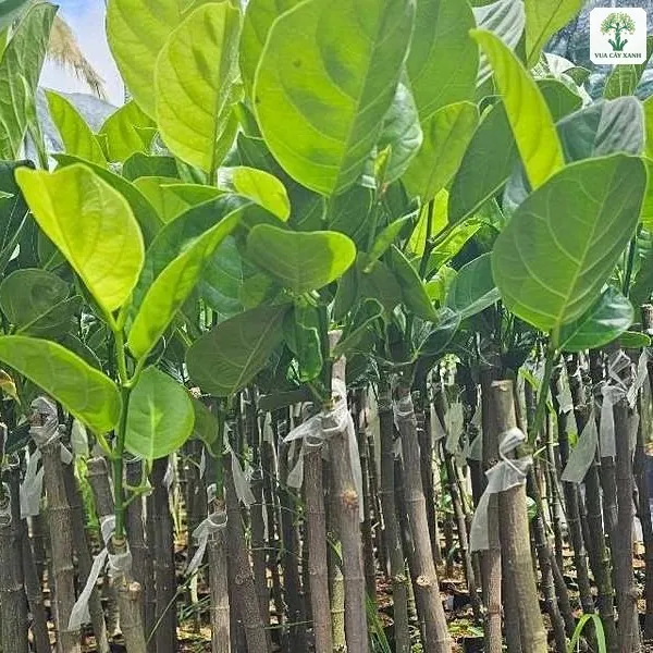Mít Thái Lá Bàng, những cây mít ghép thân thẳng lá to xanh đậm trong bầu.