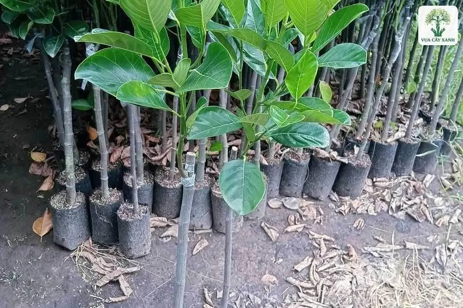 Những cây mít giống thân cao lá to xanh đậm trong bầu.