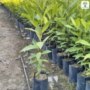 Một cây con đứng riêng trước hàng cây trong bầu.