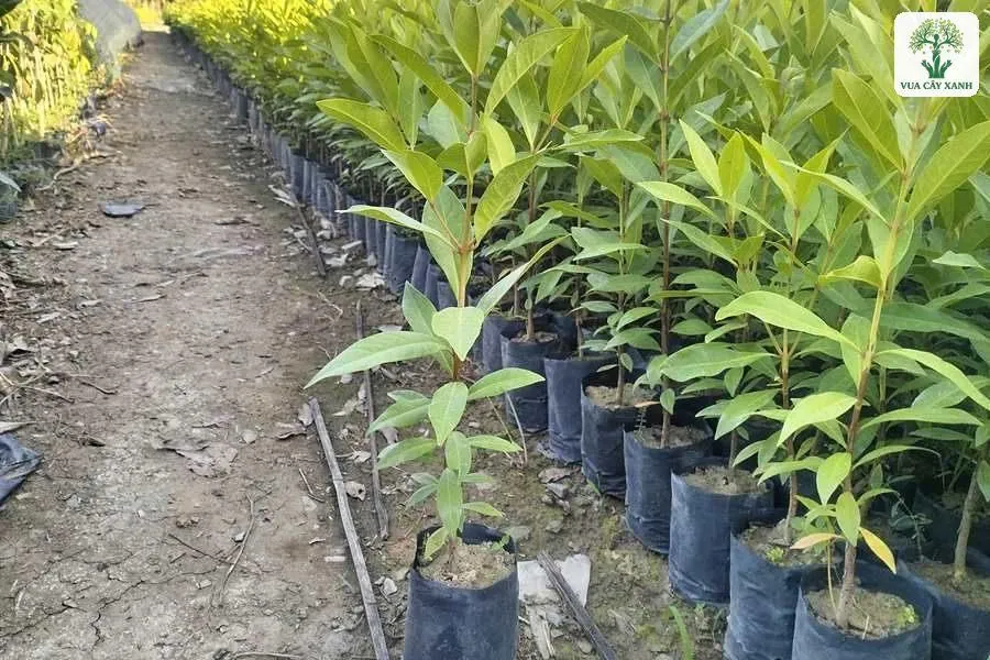 Một cây con đứng riêng trước hàng cây trong bầu.