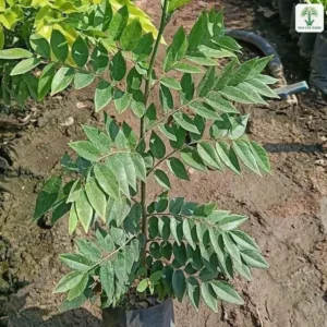 Một cây con lá kép mọc thẳng trong bầu giữa vườn ươm.