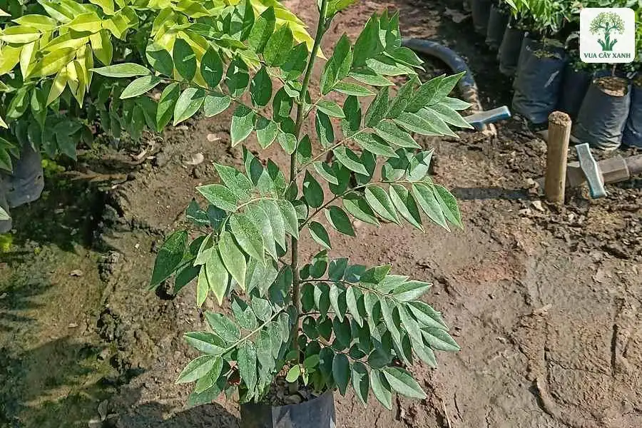 Một cây con lá kép mọc thẳng trong bầu giữa vườn ươm.