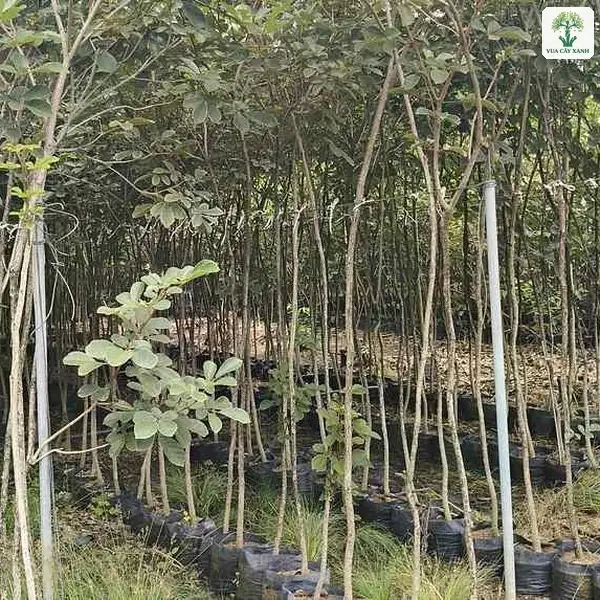 Cây Phong Linh, rừng cây giống thân mảnh mọc dày trong khu vườn ươm.