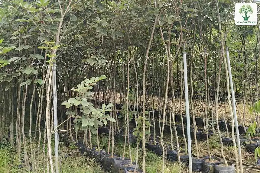 Rừng cây giống thân mảnh mọc dày trong khu vườn ươm.