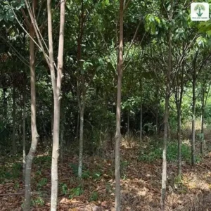 Hàng cây Sang cao có thân thẳng trong vườn.
