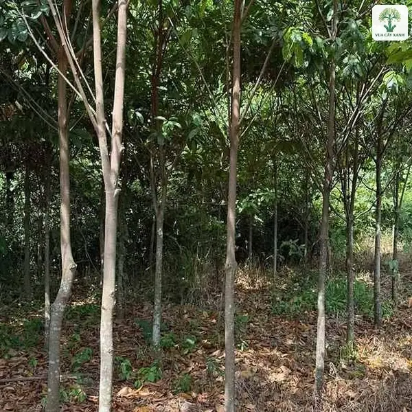 Hàng cây Sang cao có thân thẳng trong vườn.
