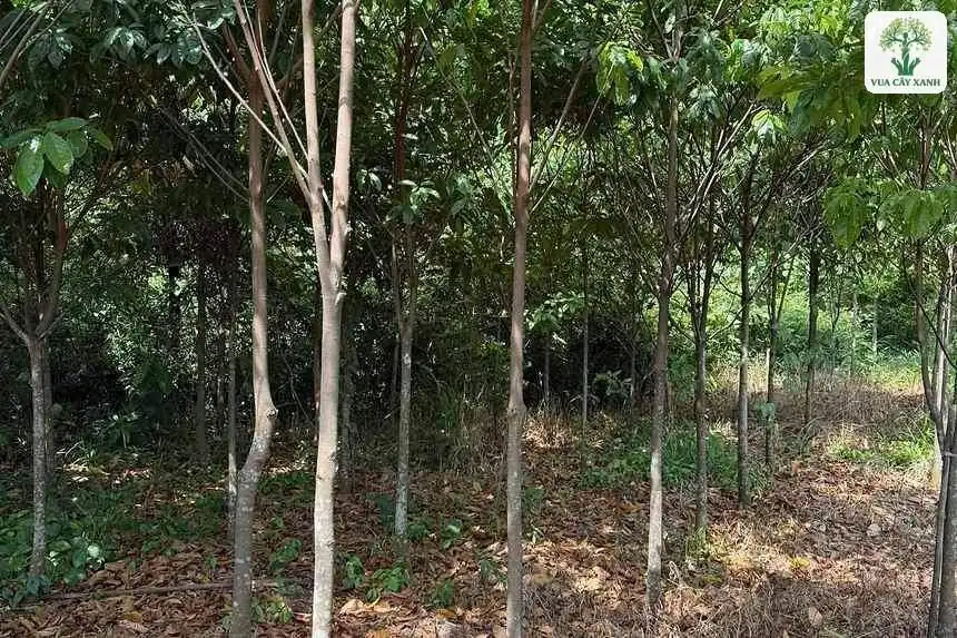 Hàng cây Sang cao có thân thẳng trong vườn.