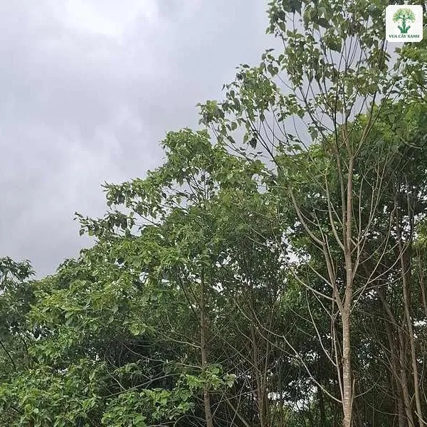 Những cây thân thẳng vỏ sáng mọc cao dưới trời nhiều mây.