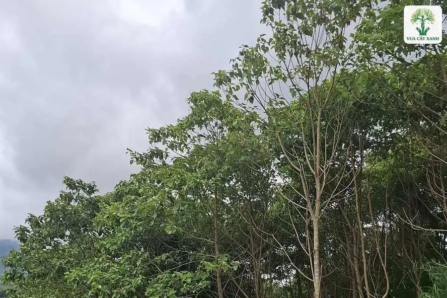 Những cây thân thẳng vỏ sáng mọc cao dưới trời nhiều mây.
