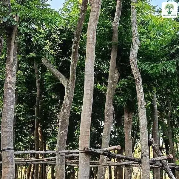 Nhiều thân cây thẳng đứng dưới tán lá xanh rậm.
