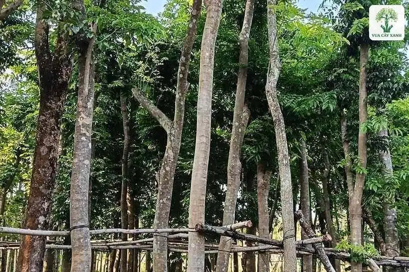 Nhiều thân cây thẳng đứng dưới tán lá xanh rậm.