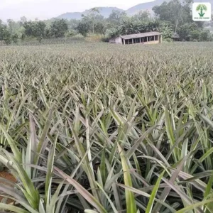 Ruộng dứa rộng xanh bạc trải dài dưới chân núi.