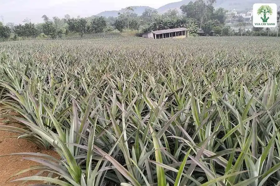 Ruộng dứa rộng xanh bạc trải dài dưới chân núi.