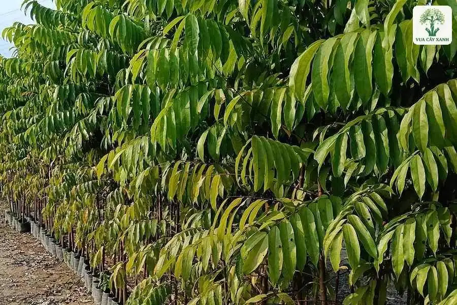 Cây giống xanh tốt xếp hàng trong bầu đen dưới nắng.