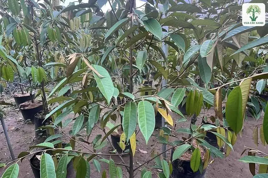 Một cây giống Sầu Riêng trong bầu đặt trên nền đất.