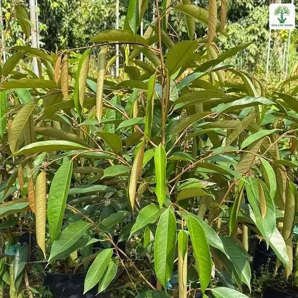 Cây Sầu Riêng Thái Monthong, cây giống Sầu Riêng trong bầu đen dưới lưới che.
