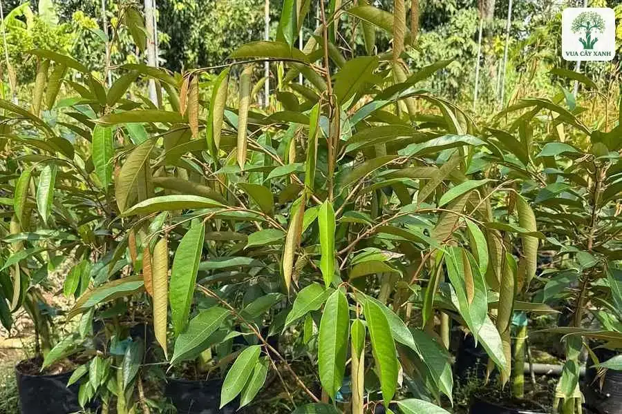 Cây giống Sầu Riêng trong bầu đen dưới lưới che.
