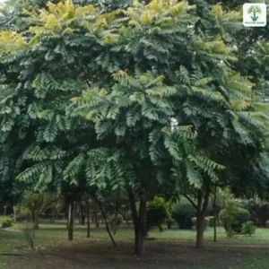 Tán cây Lát Hoa xòe rộng che mát cả khu vườn.