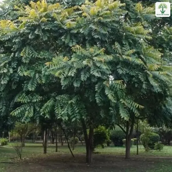 Tán cây Lát Hoa xòe rộng che mát cả khu vườn.
