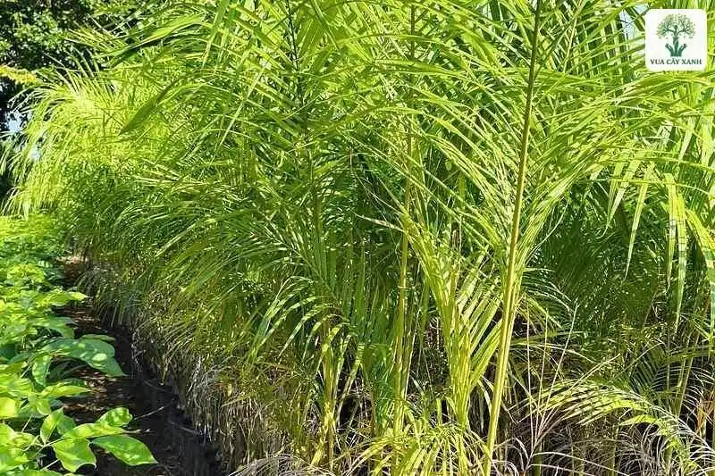 Tán lá cau non xanh mướt mọc sát nhau cạnh luống.