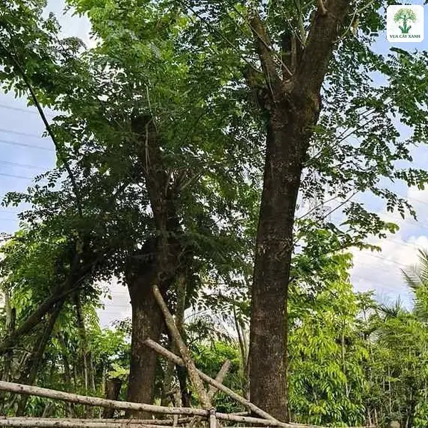 Tán lá kép nhỏ mịn tỏa rộng trên thân cây lớn.