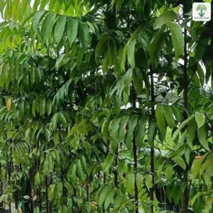 Tán lá kép xanh sáng của hàng cây giống trong bầu.