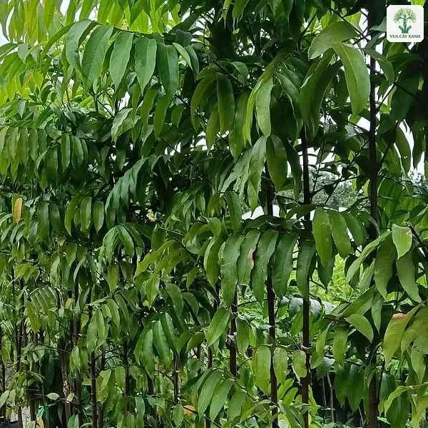 Tán lá kép xanh sáng của hàng cây giống trong bầu.