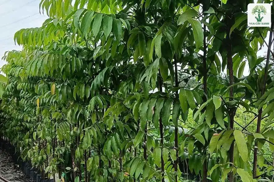 Tán lá kép xanh sáng của hàng cây giống trong bầu.