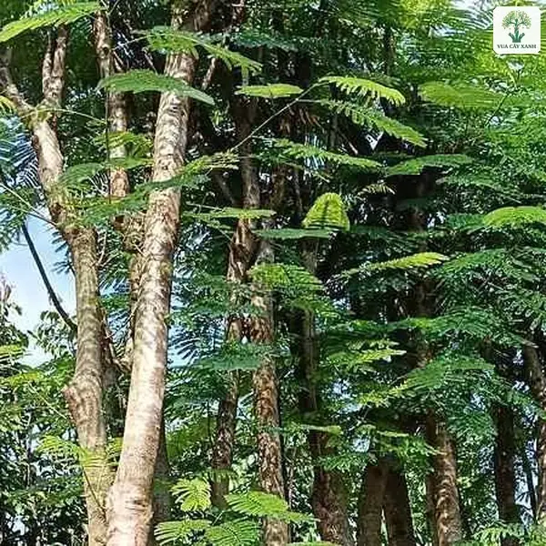 Cây Phượng Vĩ công trình, những thân cây cao đỡ tán lá kép xanh trong vườn.