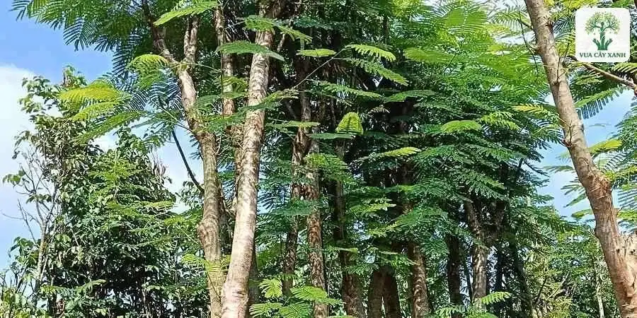 Những thân cây cao đỡ tán lá kép xanh trong vườn.