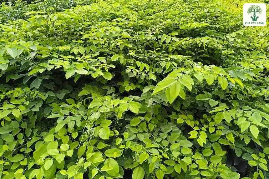 Tán lá kép xanh mọc dày đặc trên luống ươm.