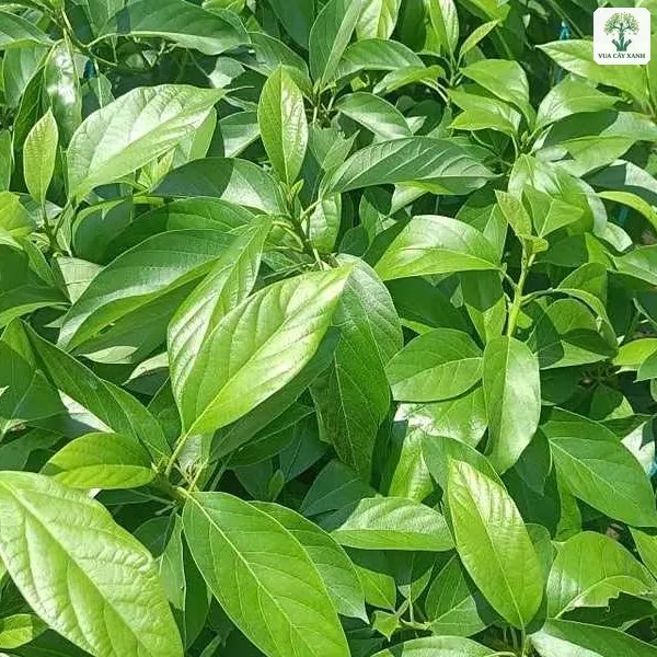 Tán lá xanh non dày của cây giống trong vườn ươm.