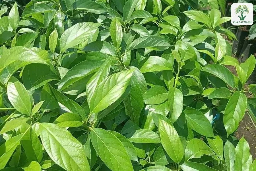 Tán lá xanh non dày của cây giống trong vườn ươm.
