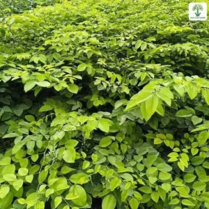 Tán lá xanh non phủ dày thành một mảng lớn.