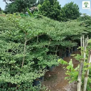 Hàng cây con tán lá xanh xếp tầng trong vườn ươm.