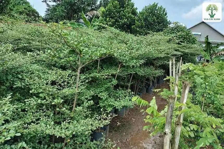 Hàng cây con tán lá xanh xếp tầng trong vườn ươm.