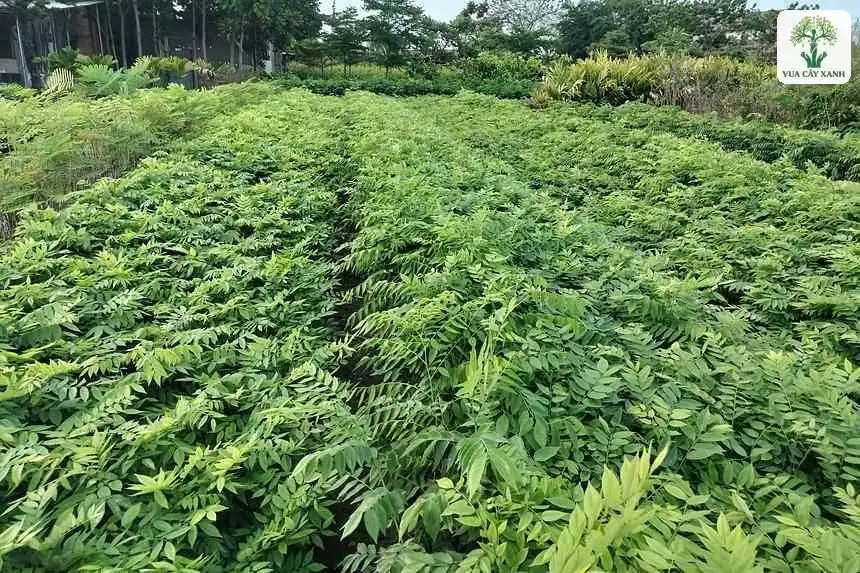 Luống cây con lá kép xanh mướt phủ kín đất.