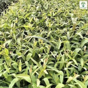Thảm cây con mật độ dày phủ kín mặt luống.