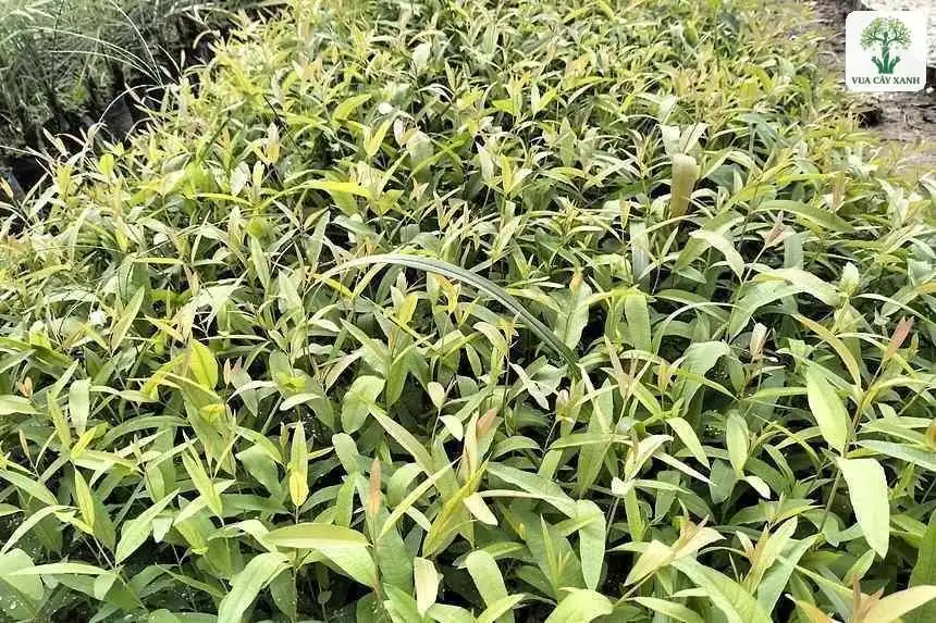 Thảm cây con mật độ dày phủ kín mặt luống.