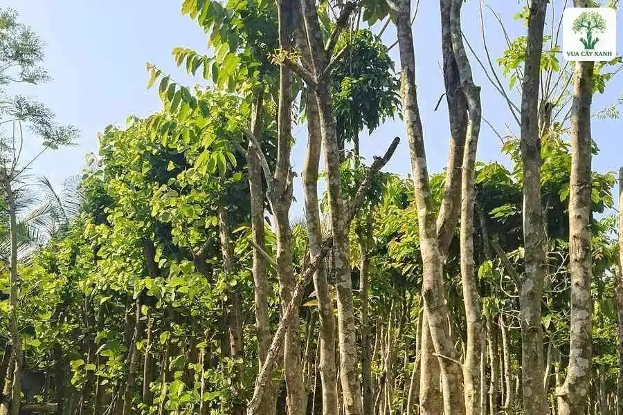 Những thân cây cao vươn lên giữa tán lá xanh và trời.