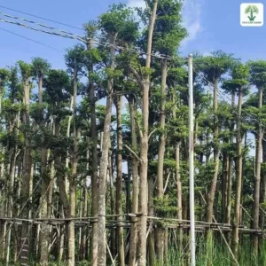 Cây Bàng Đài Loan công trình, hàng cây Bàng thân cao tán xanh xếp tầng trên nền trời.
