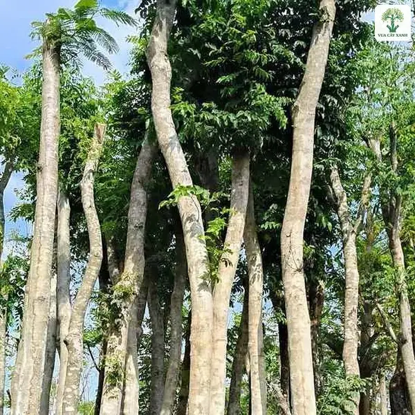 Những thân cây cao thẳng vươn lên giữa trời xanh.