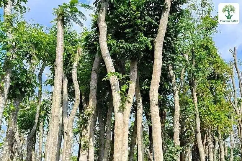 Những thân cây cao thẳng vươn lên giữa trời xanh.