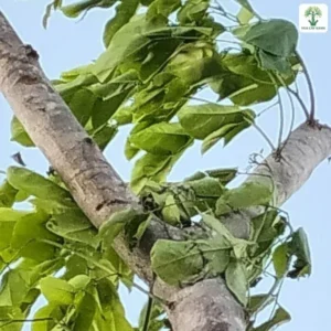 Thân cây cắt ngọn đang đâm lá xanh mới.