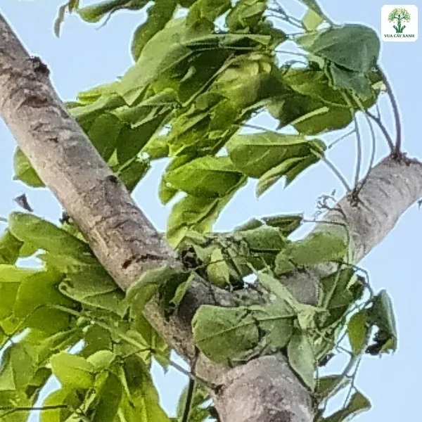 Thân cây cắt ngọn đang đâm lá xanh mới.
