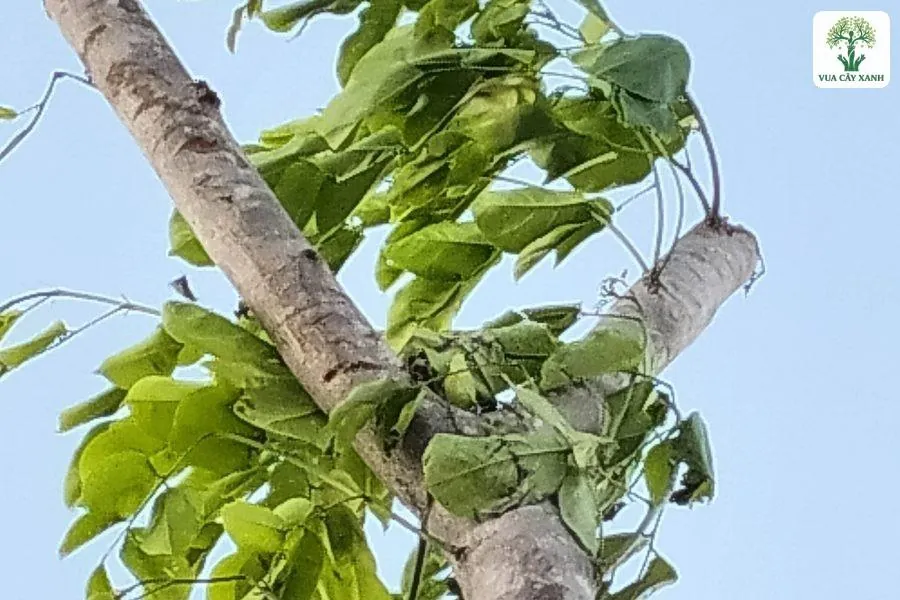Thân cây cắt ngọn đang đâm lá xanh mới.
