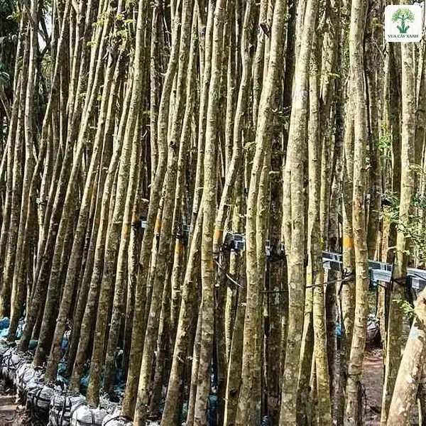 Thân cây cao thẳng với bầu rễ bọc kín ở gốc.