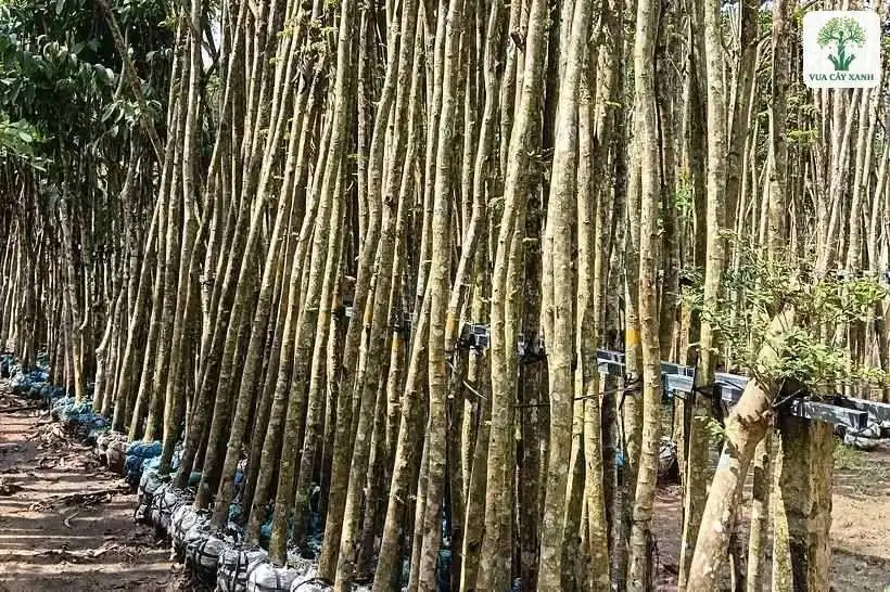Thân cây cao thẳng với bầu rễ bọc kín ở gốc.