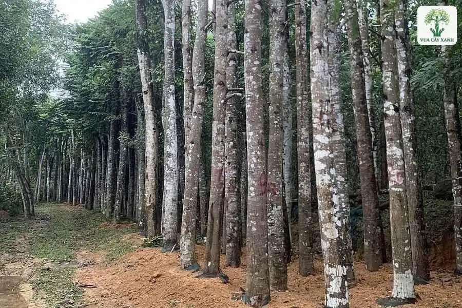 Những thân cây gỗ cao đã tỉa cành đứng san sát.