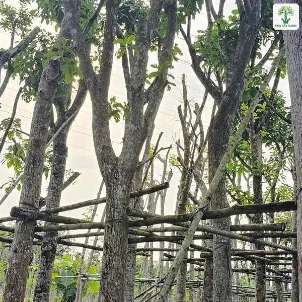 Thân cây lớn vỏ sần đứng giữa vườn có giàn tre.